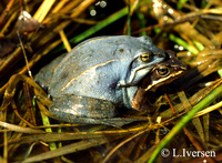 : Rana arvalis; Moor Frog