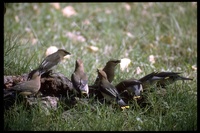 : Bombycilla cedrorum; Cedar Waxwing