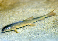 : Catostomus occidentalis; Sacramento Sucker