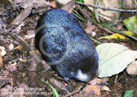 : Chrysochloris asiatica; Cape Golden Mole