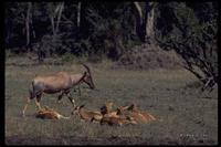 : Damaliscus hunteri; Hunter's Hartebeest