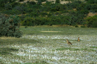 : Dolichotis patagonum; Mara, Patagonian Cavy