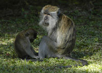 : Macaca fascicularis; Long-tailed Macaque
