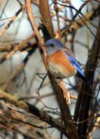 : Sialia mexicana; Western Bluebird