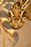 : Bitis arietans arietans; Puffadder