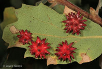 : Antron quercusechinus; Urchin Gall Wasp;