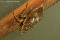 : Belostoma flumineum; Water Bug;