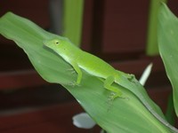 : Norops biporcatus; Neotropical Green Anole