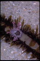 : Discurria insessa; Kelp Limpet