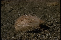 : Echinocardium cordatum; Heart Urchin