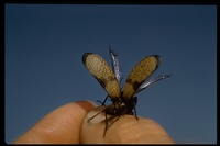 : Tegrodera sp.; Blister Beetle