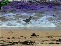 Wandering Tattler