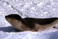 Leopard Seal (Photo: J. MacDonald)