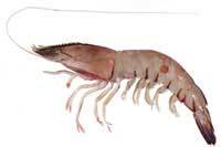 Redspot King Prawn - Melicertus longistylus