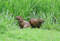 Capybara Hydrochaeris hydrochaeris