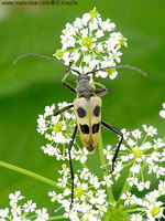 Pachyta quadrimaculata