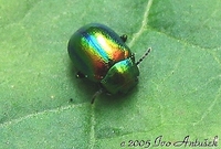 Chrysolina fastuosa var. speciosa