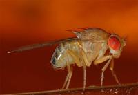 Drosophila melanogaster - Common Fruit Fly