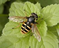 Sericomyia silentis