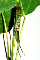 Furcula bifida - Poplar Kitten