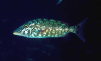 Lethrinus microdon, Smalltooth emperor: fisheries