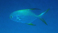 Trachinotus blochii, Snubnose pompano: fisheries, aquaculture, gamefish, aquarium