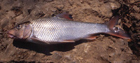 Bangana diplostoma, :