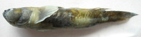 Benthophiloides brauneri, :