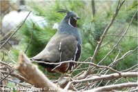 Mountain Quail Oreortyx pictus