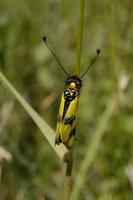 Libelloides macaronius