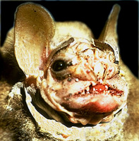 Image of: Centurio senex (wrinkle-faced bat)