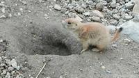 Image of: Cynomys ludovicianus (black-tailed prairie dog)