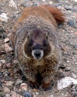 Image of: Marmota flaviventris (yellow-bellied marmot)