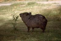 Image of: Pecari tajacu (collared peccary)