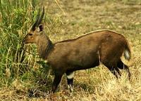 Image of: Tragelaphus scriptus (bushbuck)