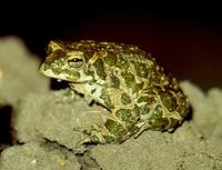 Bufo viridis viridis