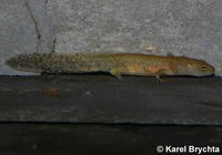 Calotriton asper - Pyrenean Brook Newt