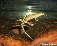 Calotriton asper - Pyrenean Brook Newt