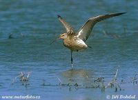 Numenius arquata - Eurasian Curlew