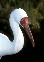 Grus leucogeranus - Siberian White Crane