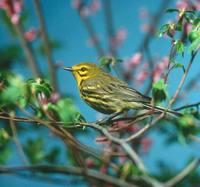 Dendroica discolor - Prairie Warbler