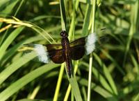 Image of: Libellula luctuosa