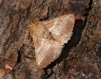 Image of: Malacosoma americanum (eastern tent caterpillars)