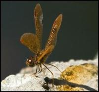 Image of: Perithemis tenera