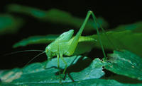 Image of: Tettigoniidae (katydids and long-horned grasshoppers)