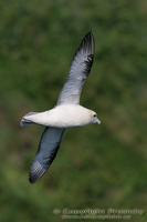 Fulmarus glacialis - Northern Fulmar