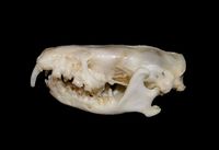 Echinops telfairi - Lesser Hedgehog Tenrec
