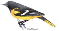 Image of: Icterus galbula (Baltimore oriole)