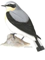 Image of: Oenanthe oenanthe (northern wheatear)