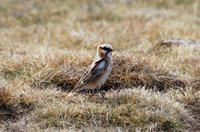 Image of: Pyrgilauda ruficollis (rufous-necked snowfinch)